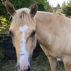 Meet your Posher, Abby